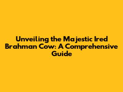 Unveiling the Majestic Ired Brahman Cow: A Comprehensive Guide