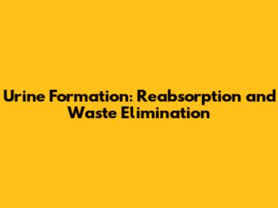 Urine Formation: Reabsorption and Waste Elimination